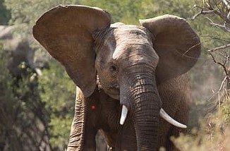 
Elephant Ears