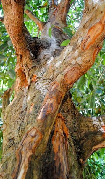 A Cinnamon Tree make these Cookie possible 